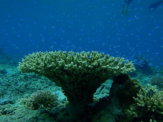 サンゴもいっぱい