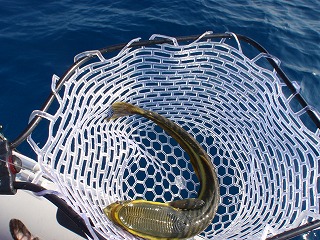 コバンザメ！？