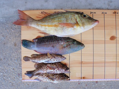 測ってみると・・・