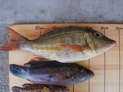 測ってみると・・・