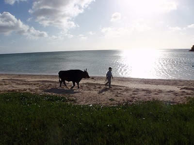 牛さんの散歩