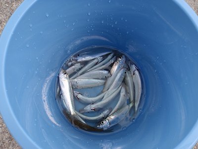 いただきました