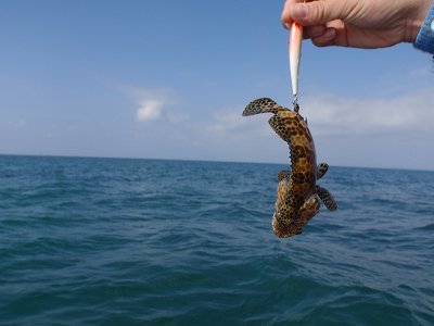 かわいいサイズ