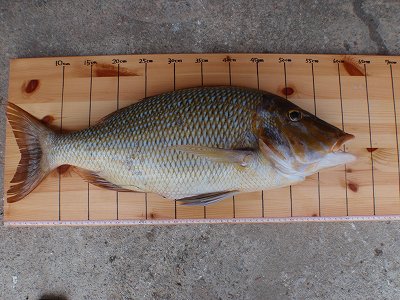 気になるサイズは・・・