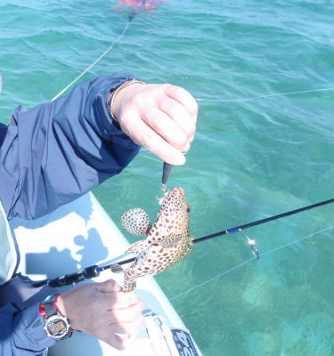 毎度、どうもっ