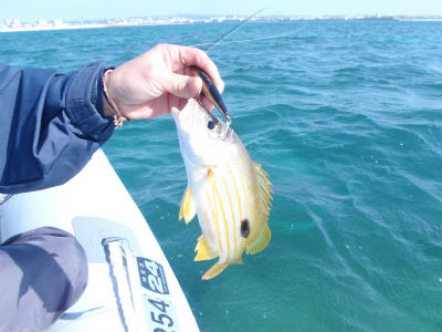 ありがとうございますっ