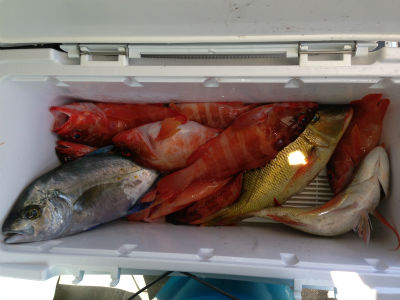 ジャジャーーッン