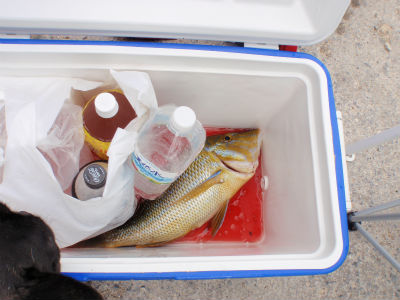 またまたタマン