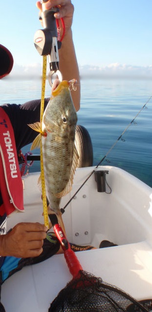 本日の釣果