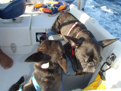 お犬様　乗ってます