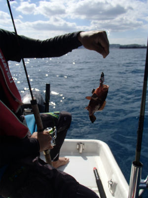 本日の釣果