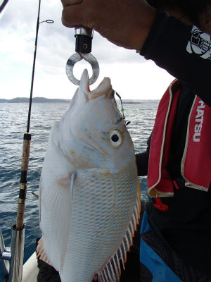 本日の釣果