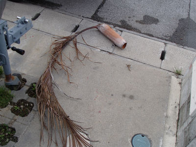 葉っぱが落ちてきて