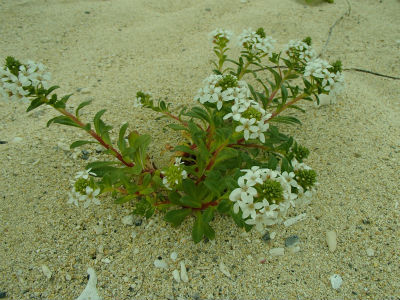 たくさん咲いていました