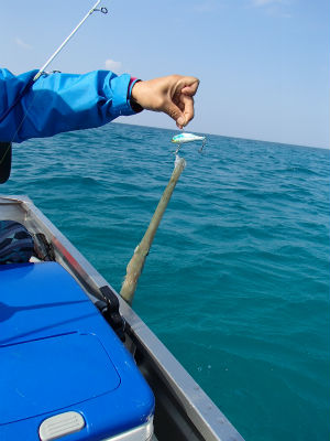 本日の釣果