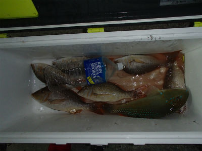 本日の釣果