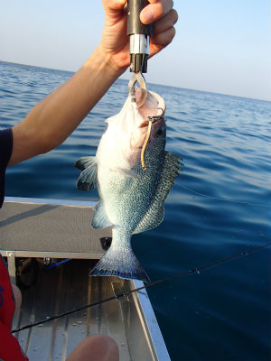 本日の釣果