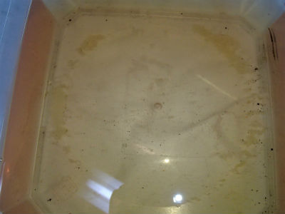 船外機　点検・整備