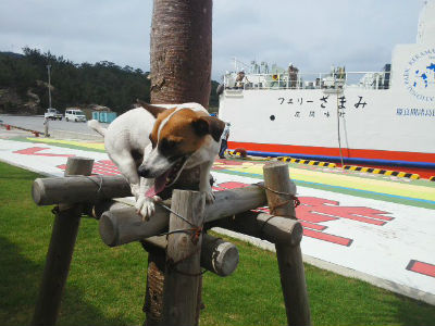 カワイイ　ワンコ