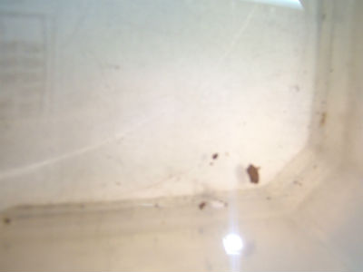 タンク内汚れ有