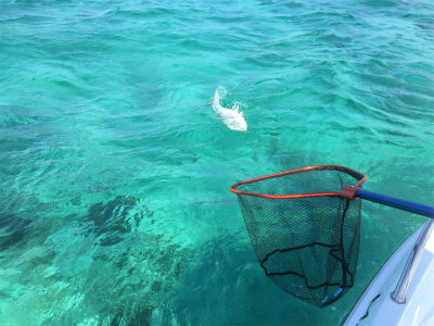 何だっ　何だっ