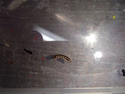 燃料の中にゴミ