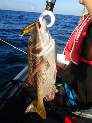 本日の釣果