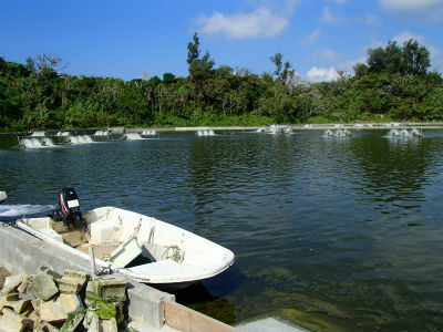 宜野座養殖場さん