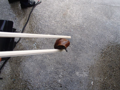 親分つかまえたっ