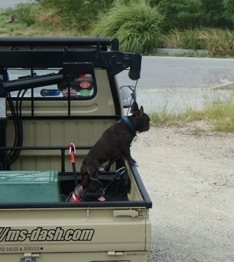 ワンも立ち合い