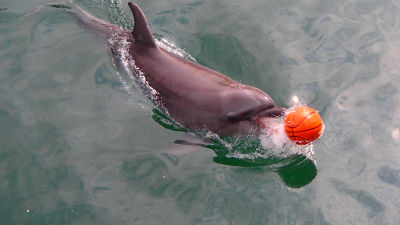青空イルカウォッチング