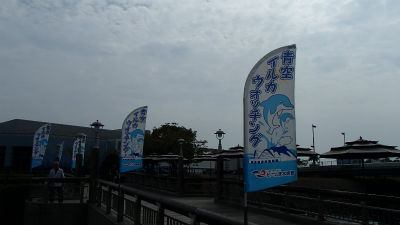 青空イルカウォッチング