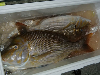 スモールボートでの釣果