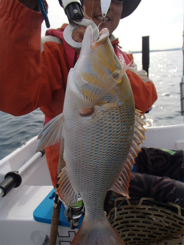 本日の釣果