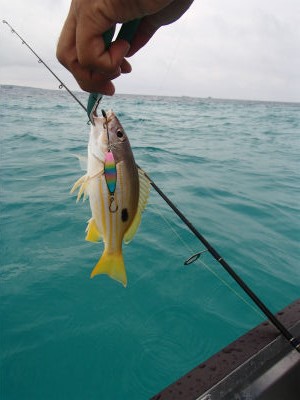 本日の釣果