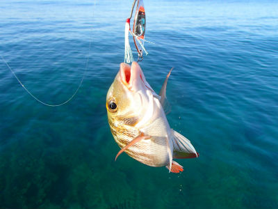 本日の釣果