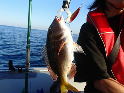 本日の釣果