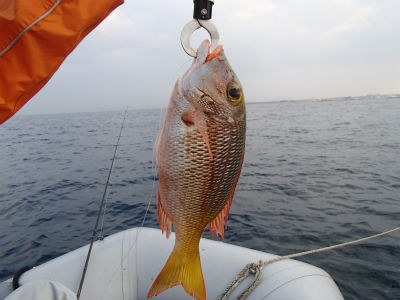 本日の釣果